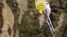 Schwanzmeise (01).jpg